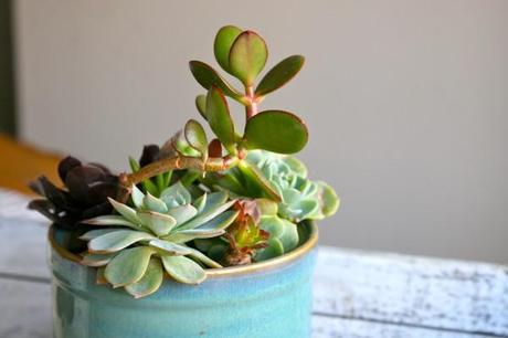 Succulent-Care-101-arrangement-plant-garden-pot-mix-centerpiece-blue-beach-house-cuttings