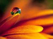 Little Drop Heartache!