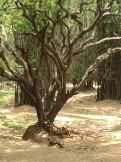 Taken April 27, 2014 in Cubbon Park.