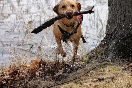 Photo Story: Fetch!
