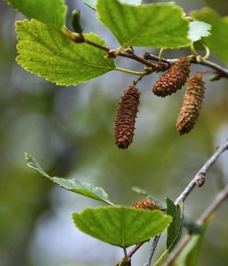 Are you an alder or a birch?