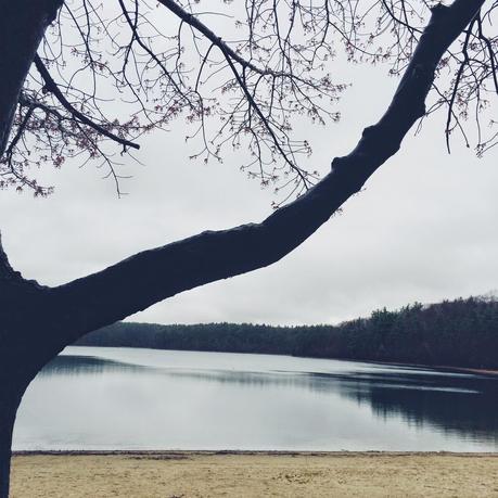 Wilder Pictures: Early Spring at Walden Pond on a Rainy Day