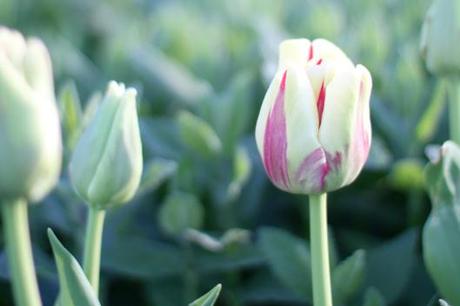 Tulip World Expression