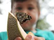 Wimberley’s 16th Annual Butterfly Festival
