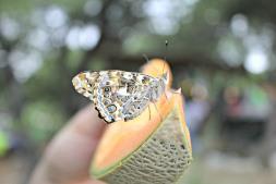 Wimberley’s 16th Annual Butterfly Festival