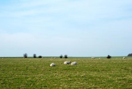 Sheep near Stonehenge - Wiltshire, England