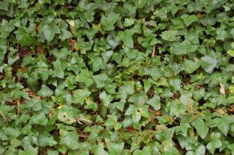 Hedera helix(13/04/2014, Torquay, Devon)