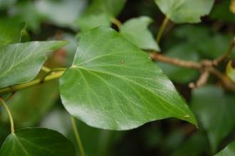 Hedera helix Adult leaf (13/04/2014, Torquay, Devon)