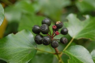 Hedera helix Berries (13/04/2014, Torquay, Devon)