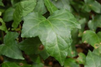 Hedera helix Juvenile Leaf (13/04/2014, Torquay, Devon)