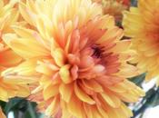 Make Chrysanthemums Last Longer