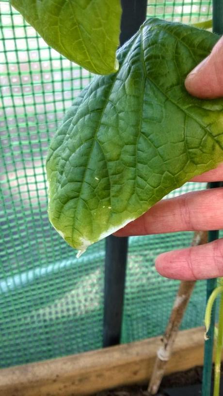 Leaf burn or scorch on Tomatoes and Cucumbers