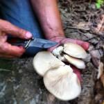 Collecting oyster mushrooms