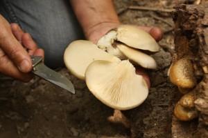 Collecting Oyster Mushrooms