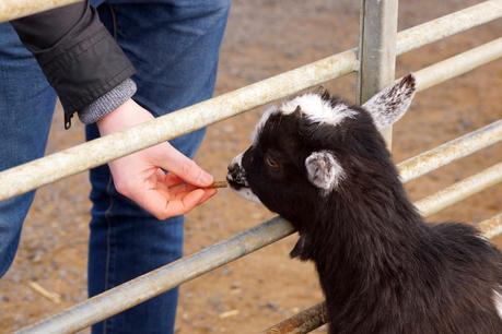 Places To Visit - North East | Hall Hill Farm