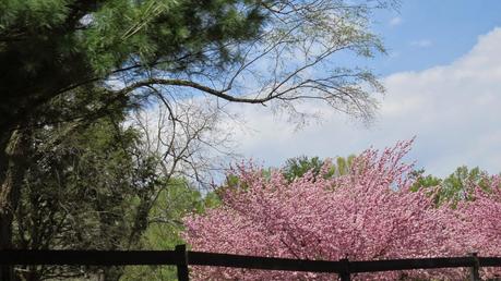 Springtime-in-Northern-Virginia's-Countryside