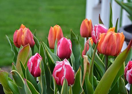 All kinds of action in the garden