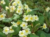 Primula Vulgaris
