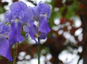 Wordless Wednesday: Backyard Blooms