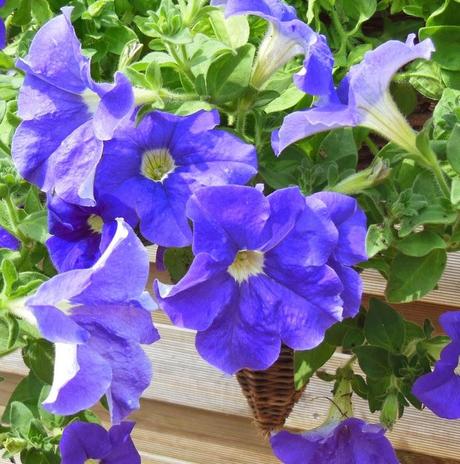 Surfinia and Petunia Plug Plants for Hanging Baskets in the Spring