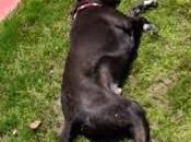 Paprika Rubbed Pork Tenderloin with Caramalized Apples Onions