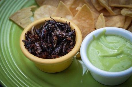 Chapulines, a.k.a. grasshoppers, served with chips and a creamy avocado sauce. 