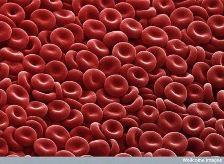 red-blood-cells