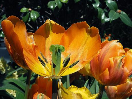 Tulipmania 2014 - Single Blooms