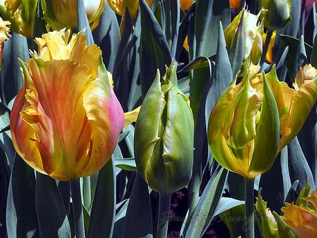 Tulipmania 2014 - Single Blooms
