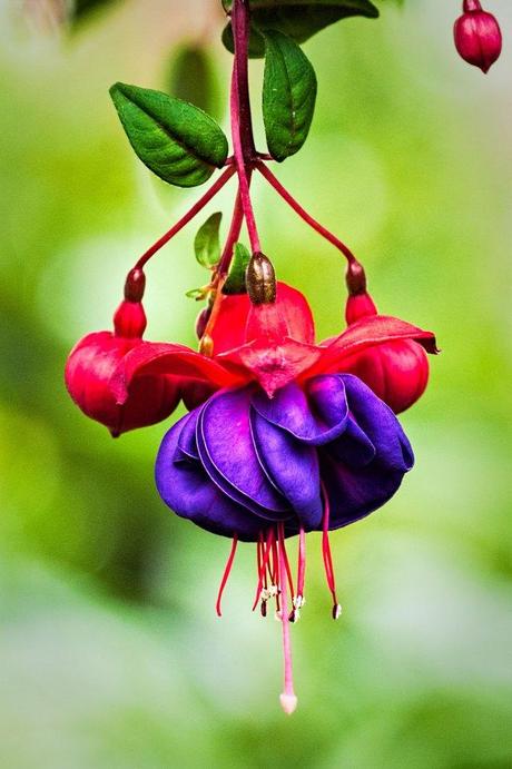 Purple-and-Pink-Fuchsia-3