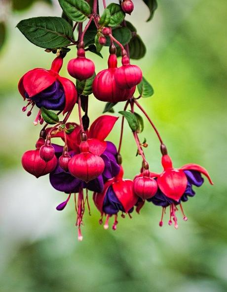 Purple-and-Pink-Fuchsia