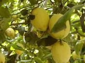 Lemons from Amalfi, Lemon Ricotta Bread Recipe
