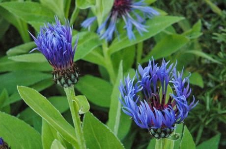 Blue centaurea