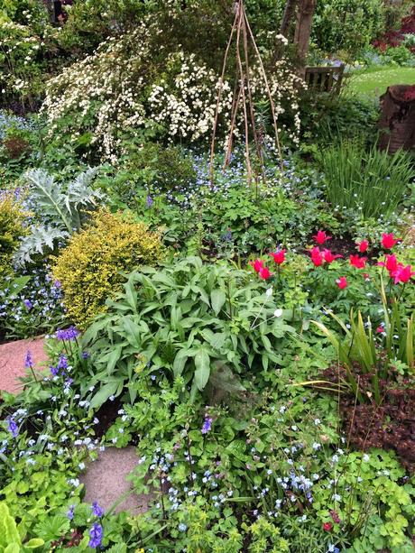 mixed border in early spring with tulips, bluebells and forgetmenots