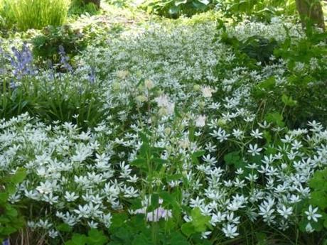 A sea of ornithogalum in flower.