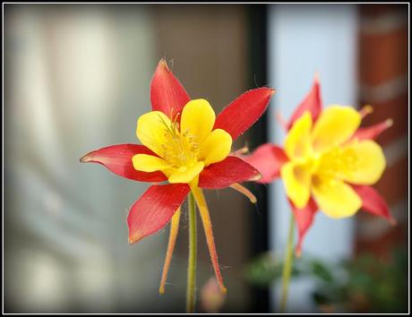 Aquilegia