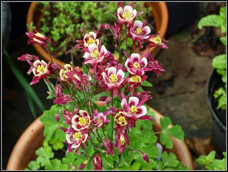 Aquilegia