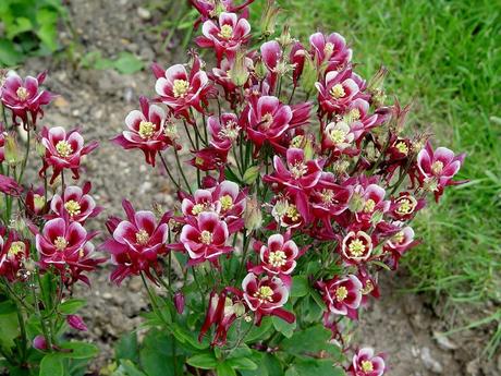 Aquilegia