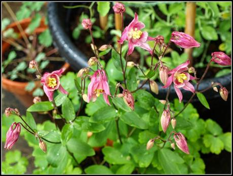 Aquilegia