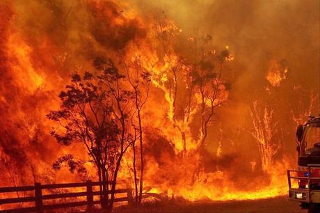 bush fires in Australia and the elephantine solution !!!