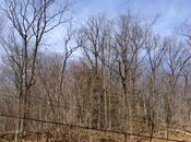 Birthday Pancakes Annual Maple Syrup Festival