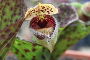 Cypripedium fargesii a 1st for Colin and Elaine Barr