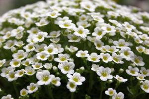 Saxifraga pubescens snowcap Alan and Janet Cook 1st