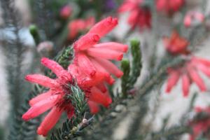 Erica cerinthoides Trewidden Nursery