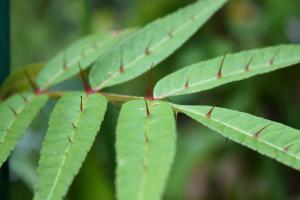 Zanthoxylum Evolution Plants