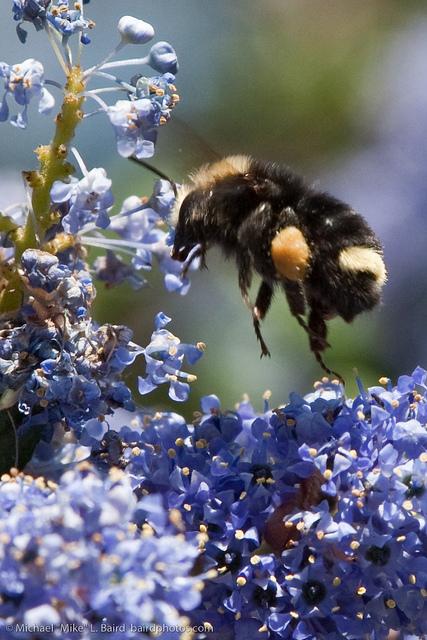 Could the Heavy Pollen Season this Spring help the Bees?