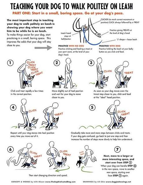 Dog Leash Training