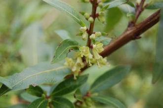 Lonicera pileata Flower (19/04/2014, Kew Gardens, London)