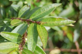 Lonicera pileata Leaf (19/04/2014, Kew Gardens, London)