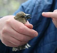 Wildlife Extra News – Chernobyl’s birds are adapting to radiation
